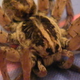 Illustration for article titled Wolf Spiders Play Leaf-Vibrating Songs to Attract Mates